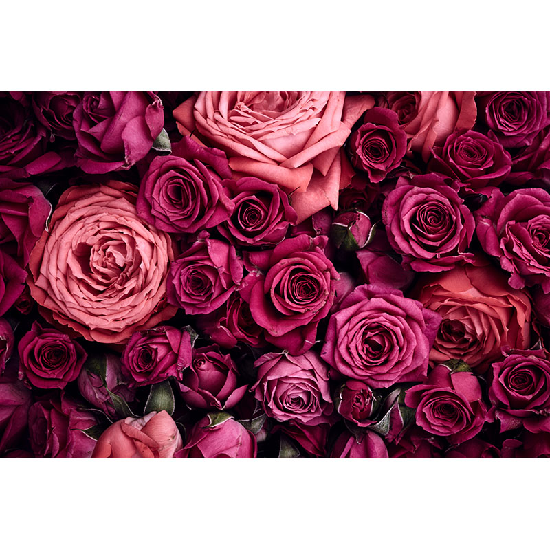 Τριανταφυλλα σε ροζ αποχρωσεις